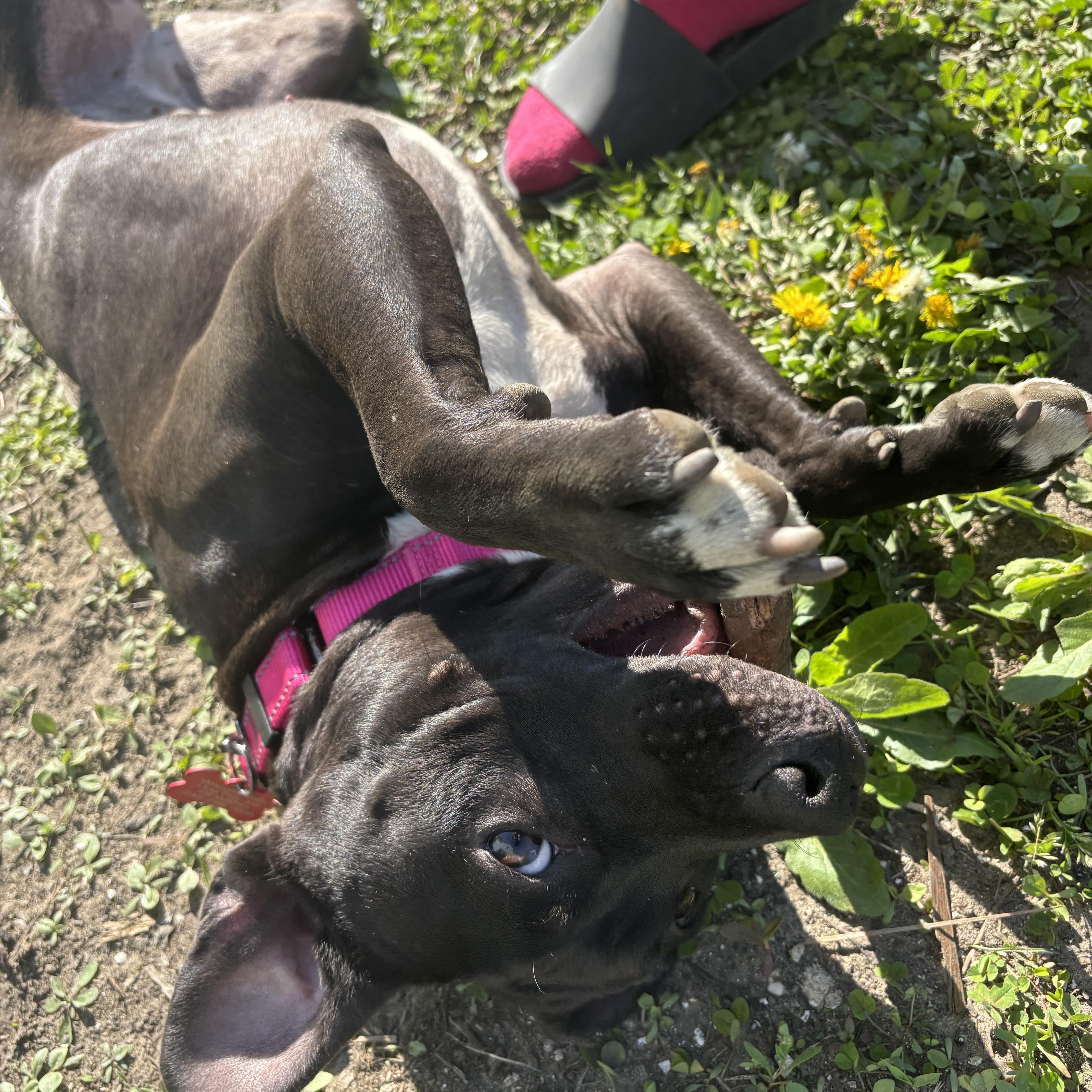 Enlarge Dukkha Dandy Dervish III, a Adopted mixed breed in Northville, MI image 4/5