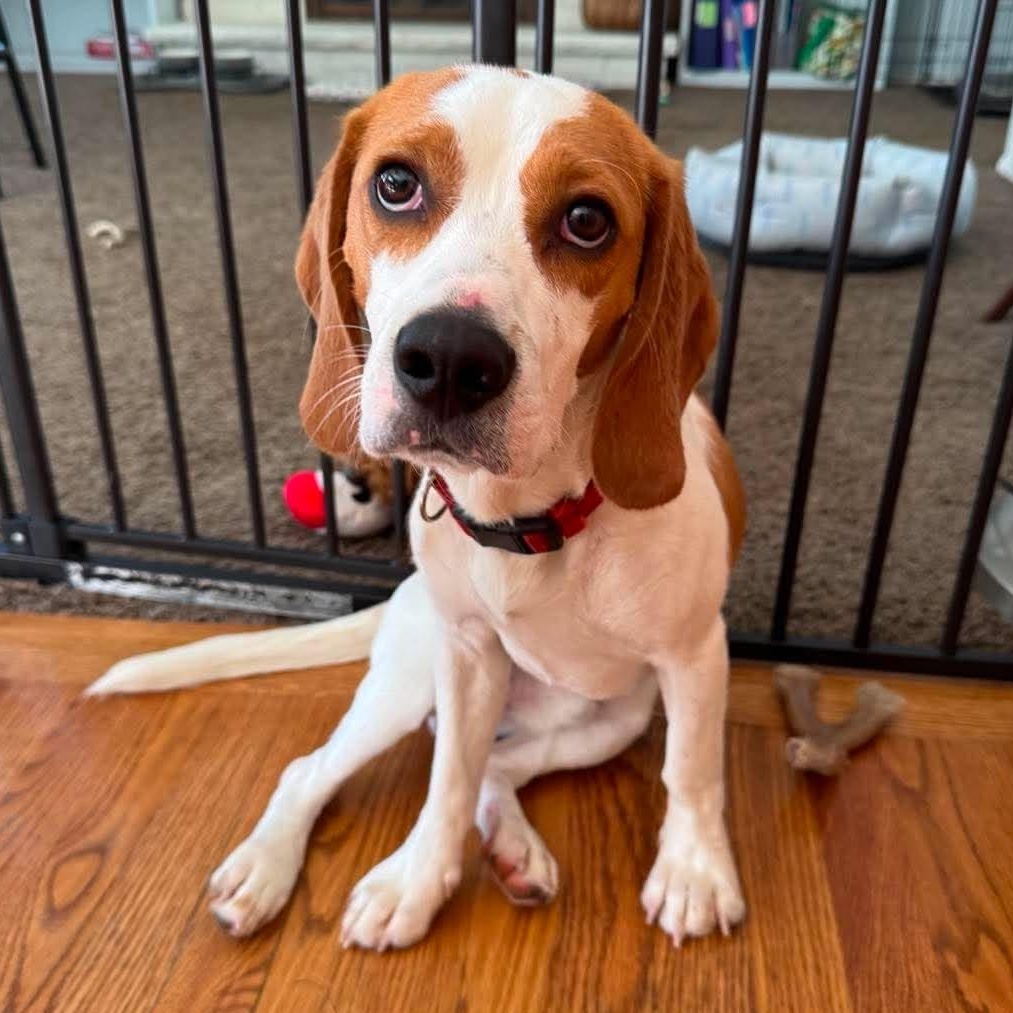 Copper, ADOPTABLE, Young Male Beagle.