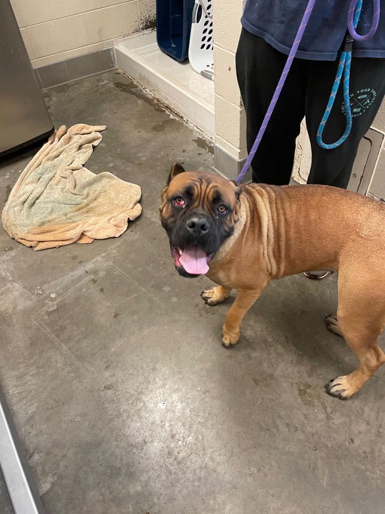 Kenya, a Adoptable Cane Corso in Clarksville, TN image 1/2