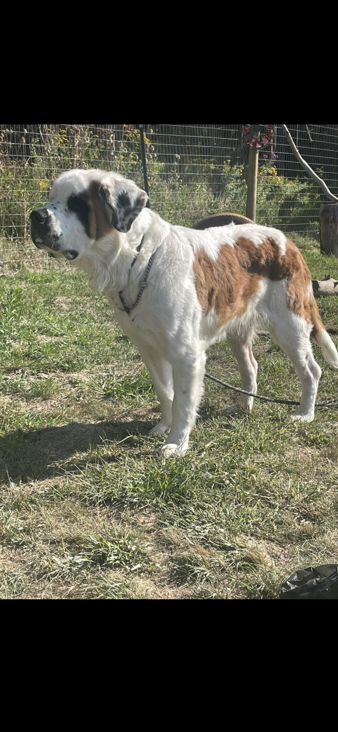 Enlarge Sophie, a ADOPTABLE Saint Bernard in Towanda, PA image 2/2