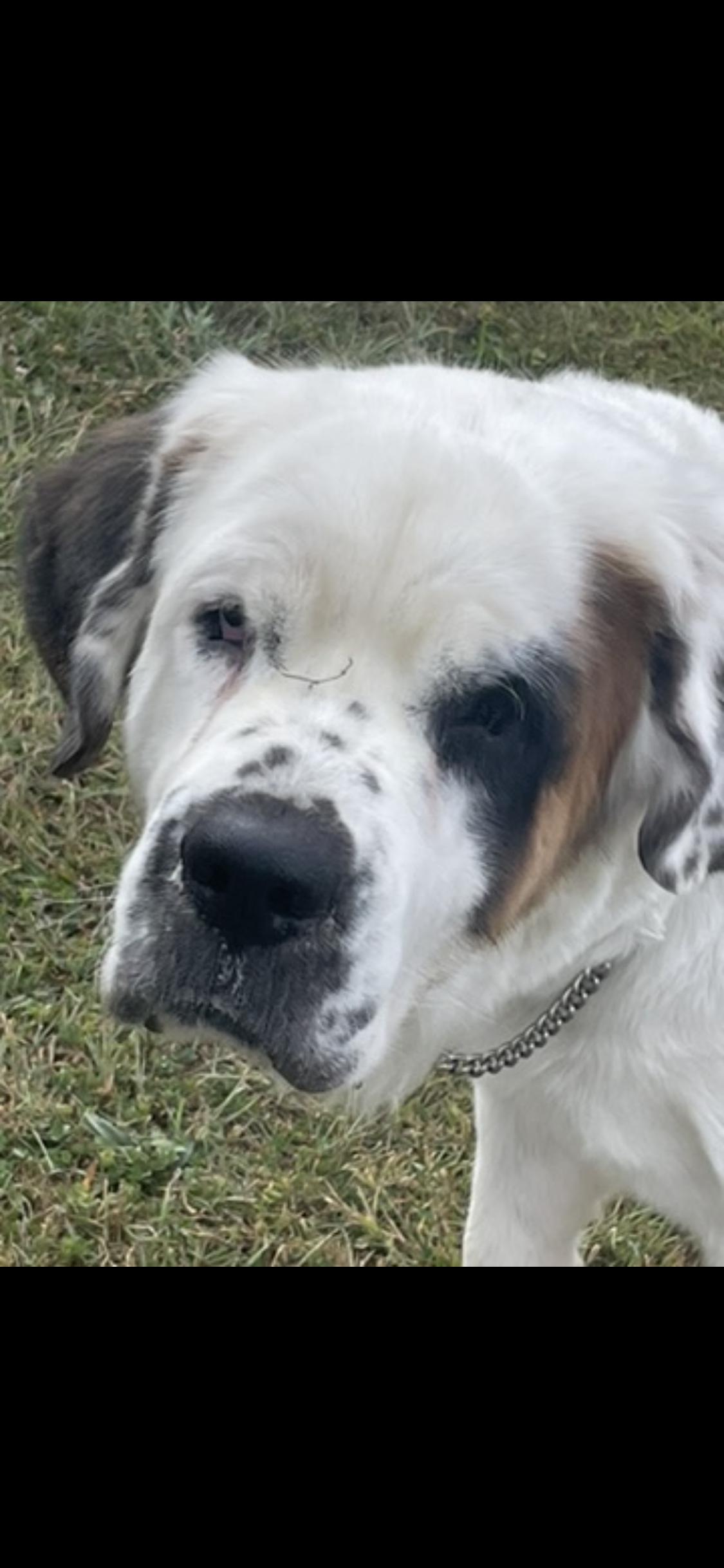 Sophie, ADOPTABLE, Adult Female Saint Bernard.