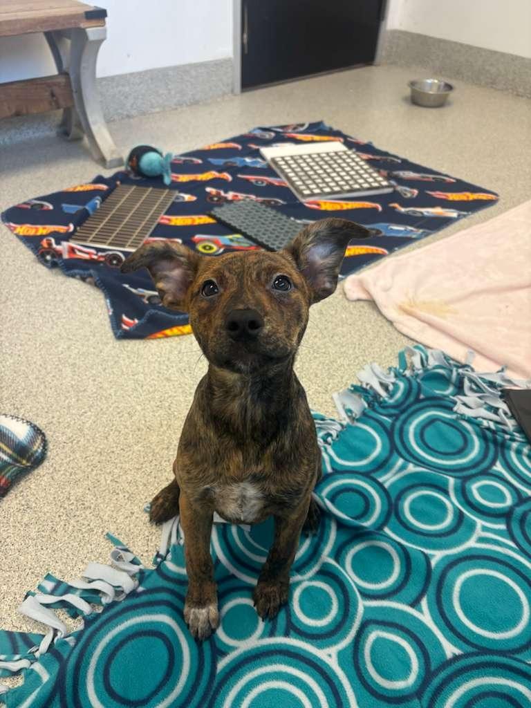 Skrrt, Adoptable, Puppy Female Australian Cattle Dog / Blue Heeler & Cattle Dog.