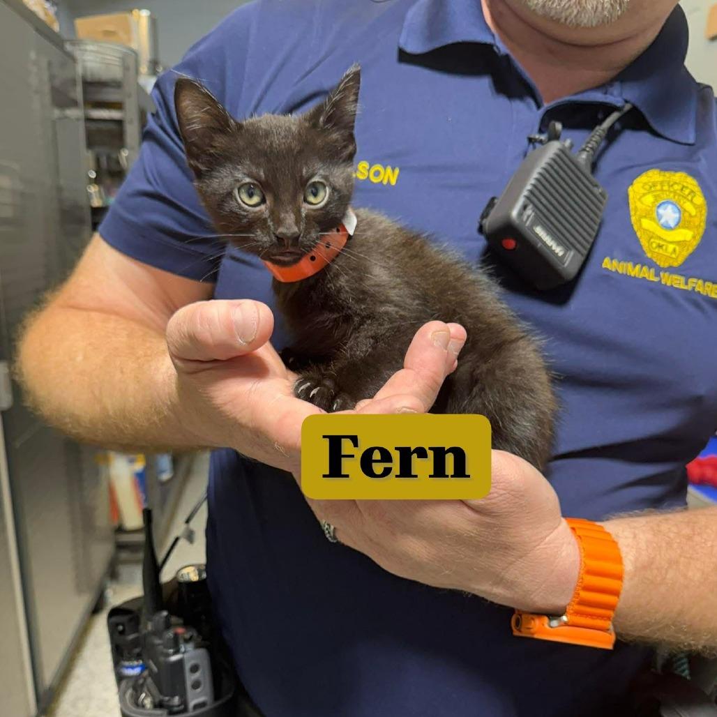 Enlarge Fern, a Adoptable Domestic Short Hair in Newcastle, OK image 1/1