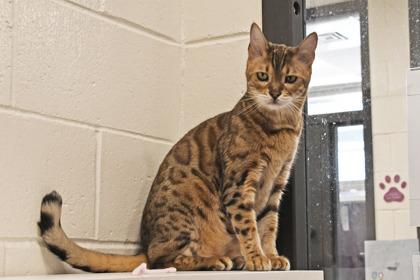 Enlarge Dev, a Adoptable mixed breed in Scotia, NY image 1/3