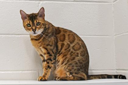 Enlarge Dev, a Adoptable mixed breed in Scotia, NY image 2/3