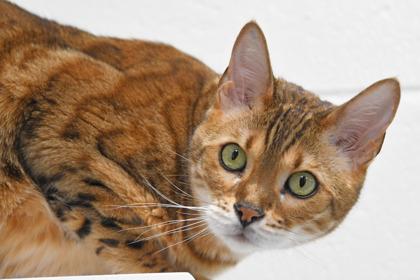 Enlarge Dev, a Adoptable mixed breed in Scotia, NY image 3/3