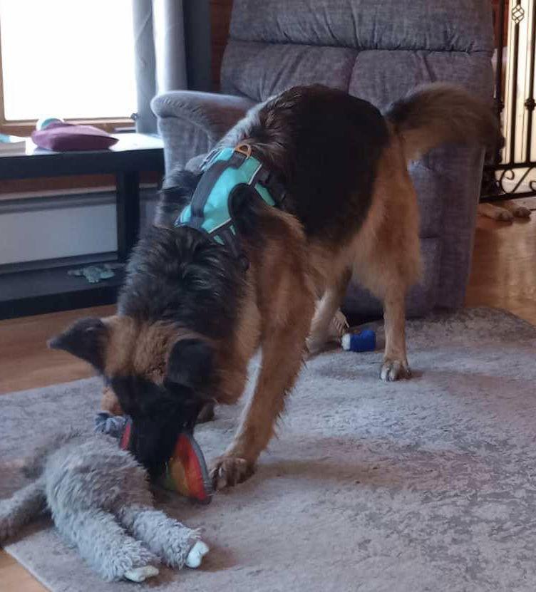 Roxie, Adoptable, Adult Female German Shepherd Dog.