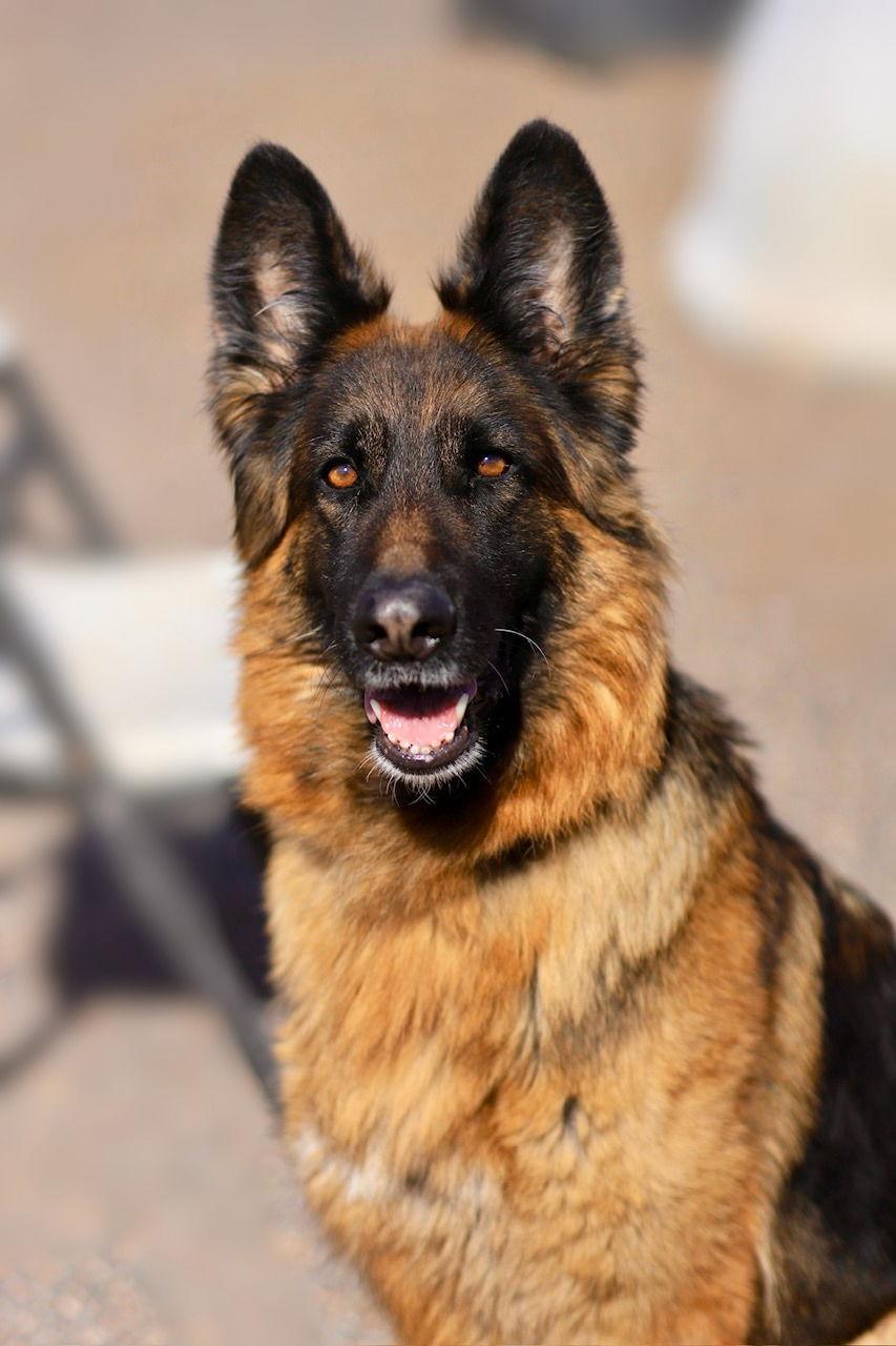 Enlarge Roxie, a Adoptable German Shepherd Dog in Webster, WI image 2/3