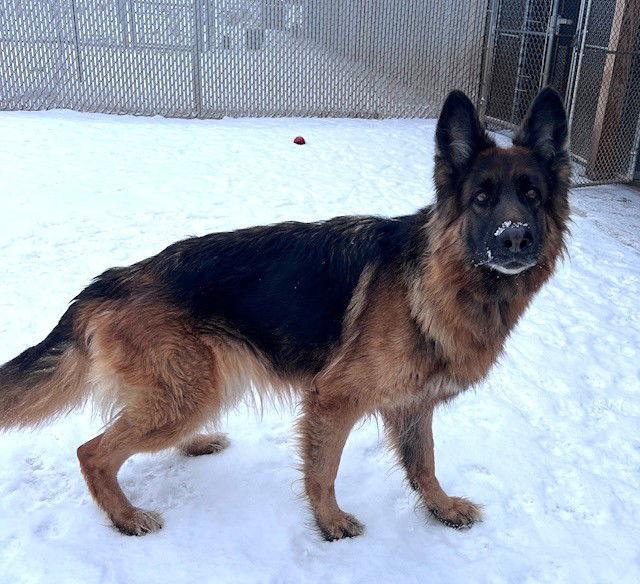 Enlarge Roxie, a Adoptable German Shepherd Dog in Webster, WI image 3/3