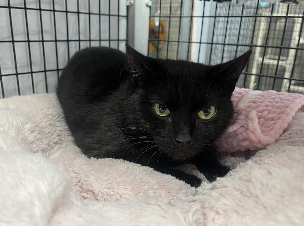 Murkrow, Adoptable, Young Female Domestic Short Hair.