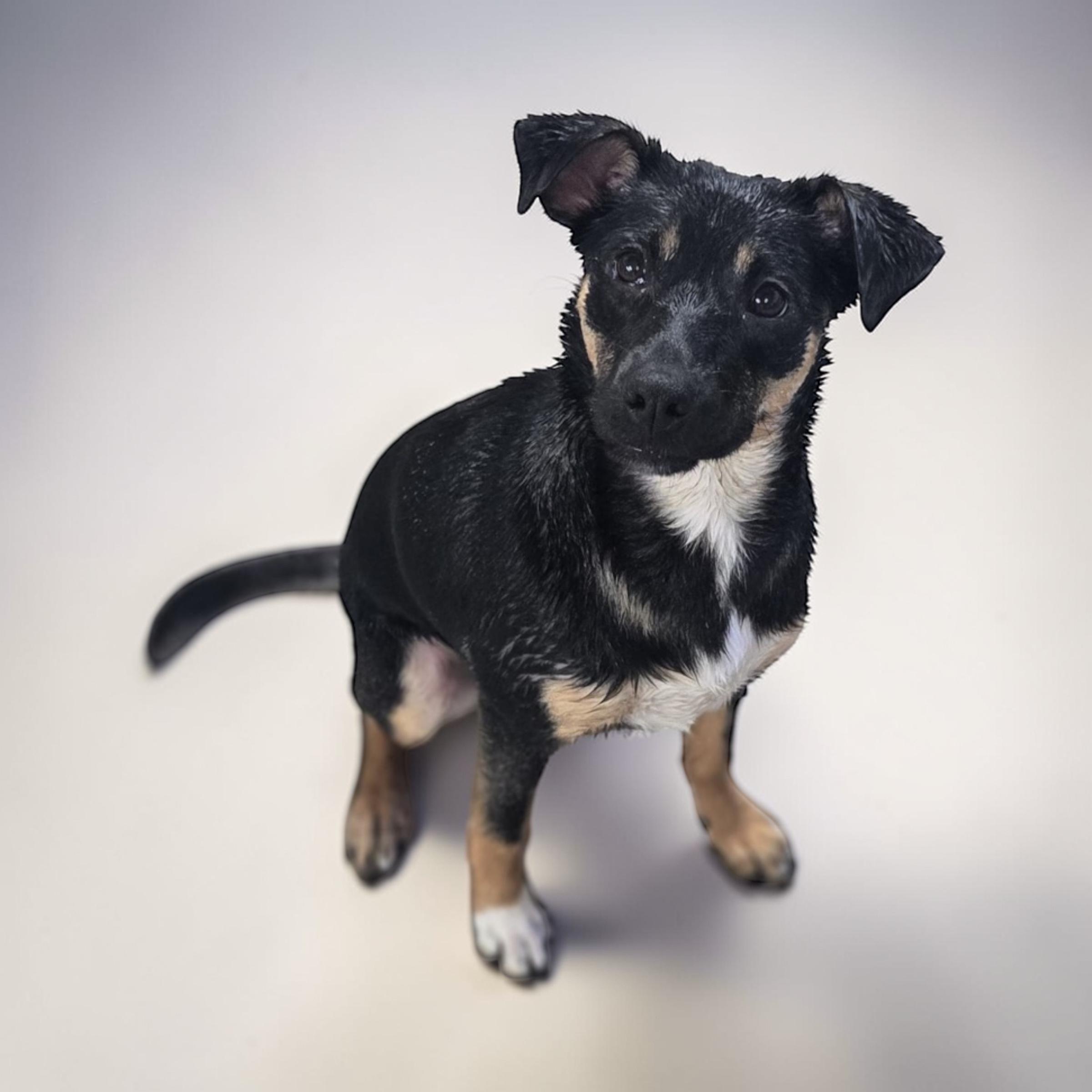 Sammy, adopted, Young Female Shepherd.