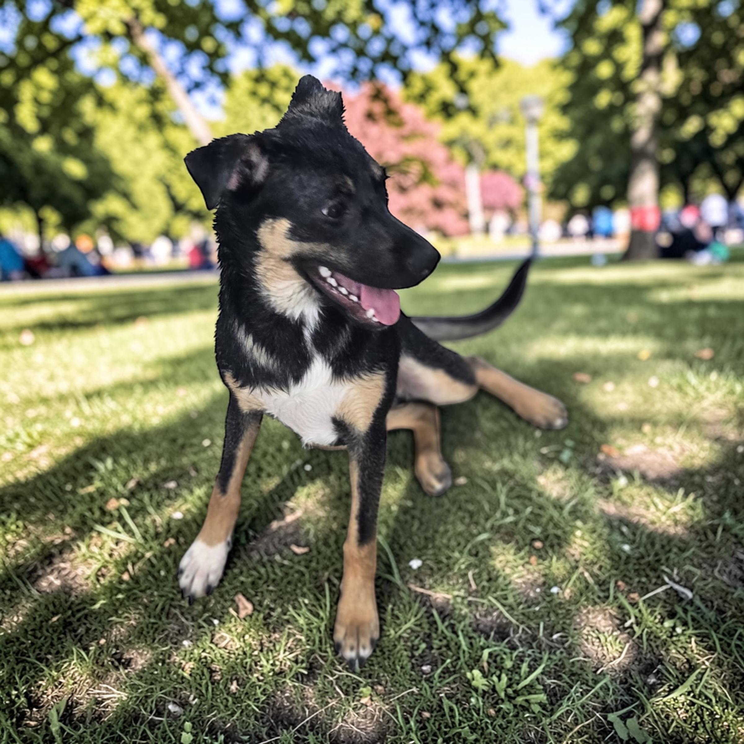 Enlarge Sammy, an adopted mixed breed in Homosassa Springs, FL image 3/4