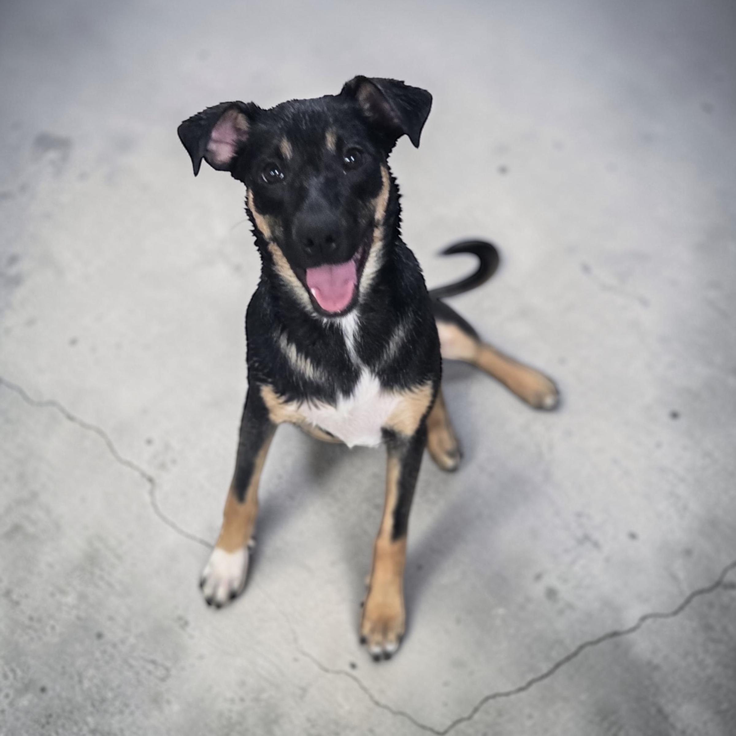Enlarge Sammy, an adopted mixed breed in Homosassa Springs, FL image 2/4