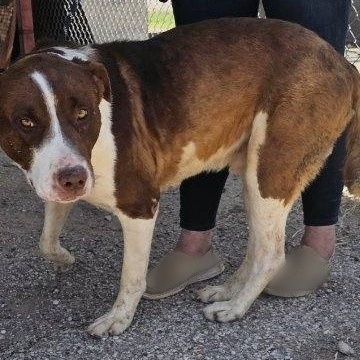 Big Red, Senior Male Mixed Breed