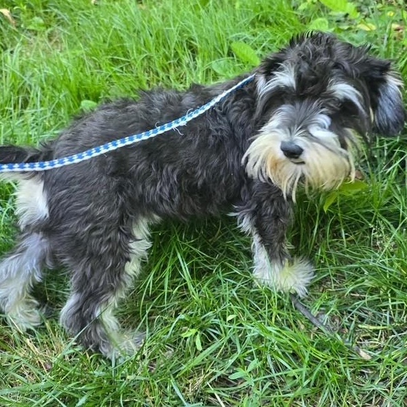 Janie-6/21/26, an adopted Schnoodle in Lambertville, NJ image 2/3