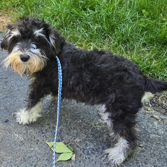 Janie-6/21/26, an adopted Schnoodle in Lambertville, NJ image 1/3