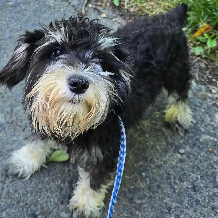 Janie-6/21/26, an adopted Schnoodle in Lambertville, NJ image 3/3
