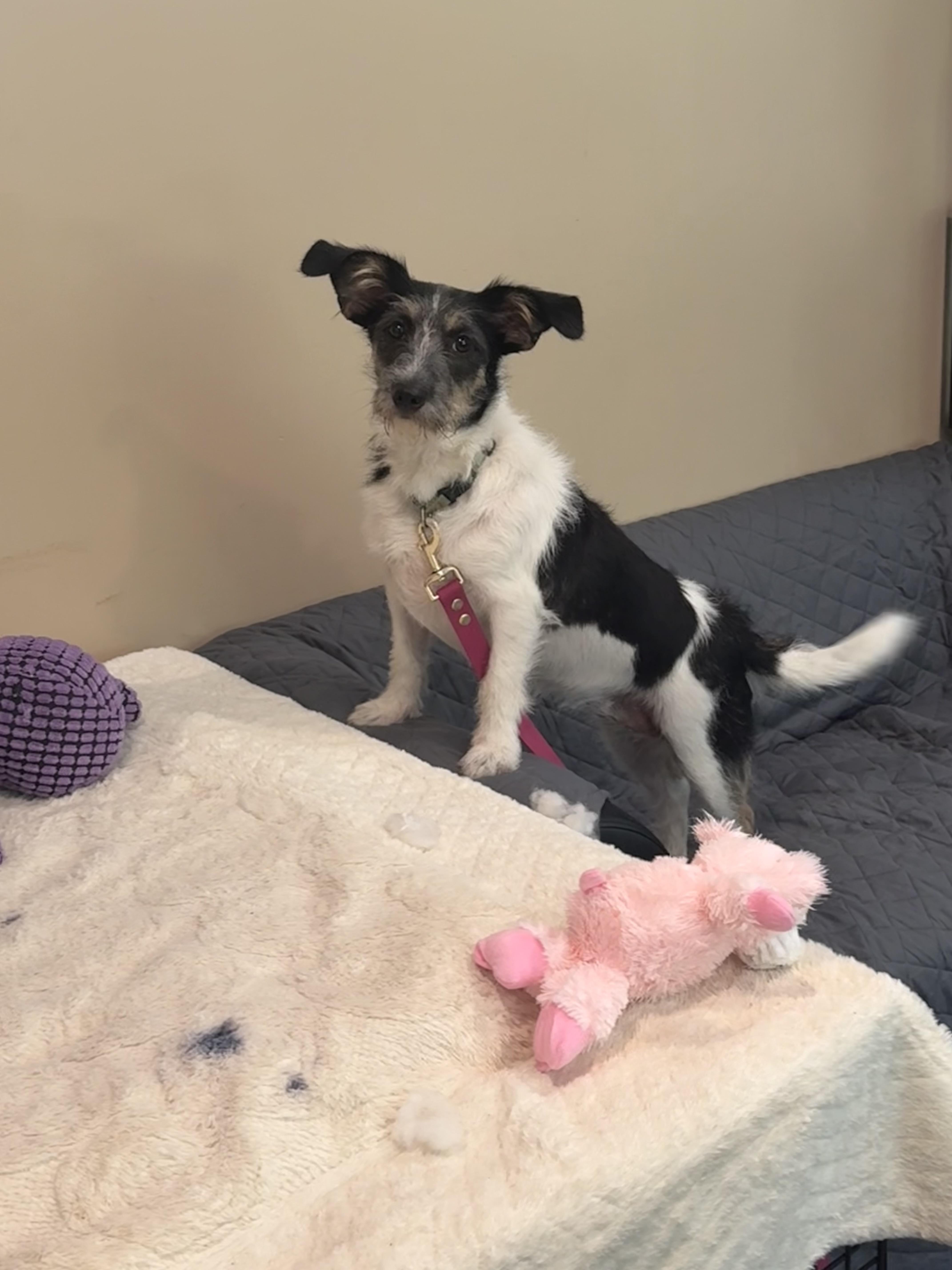 Bailey, a ADOPTABLE mixed breed in Douglas, MA image 2/5