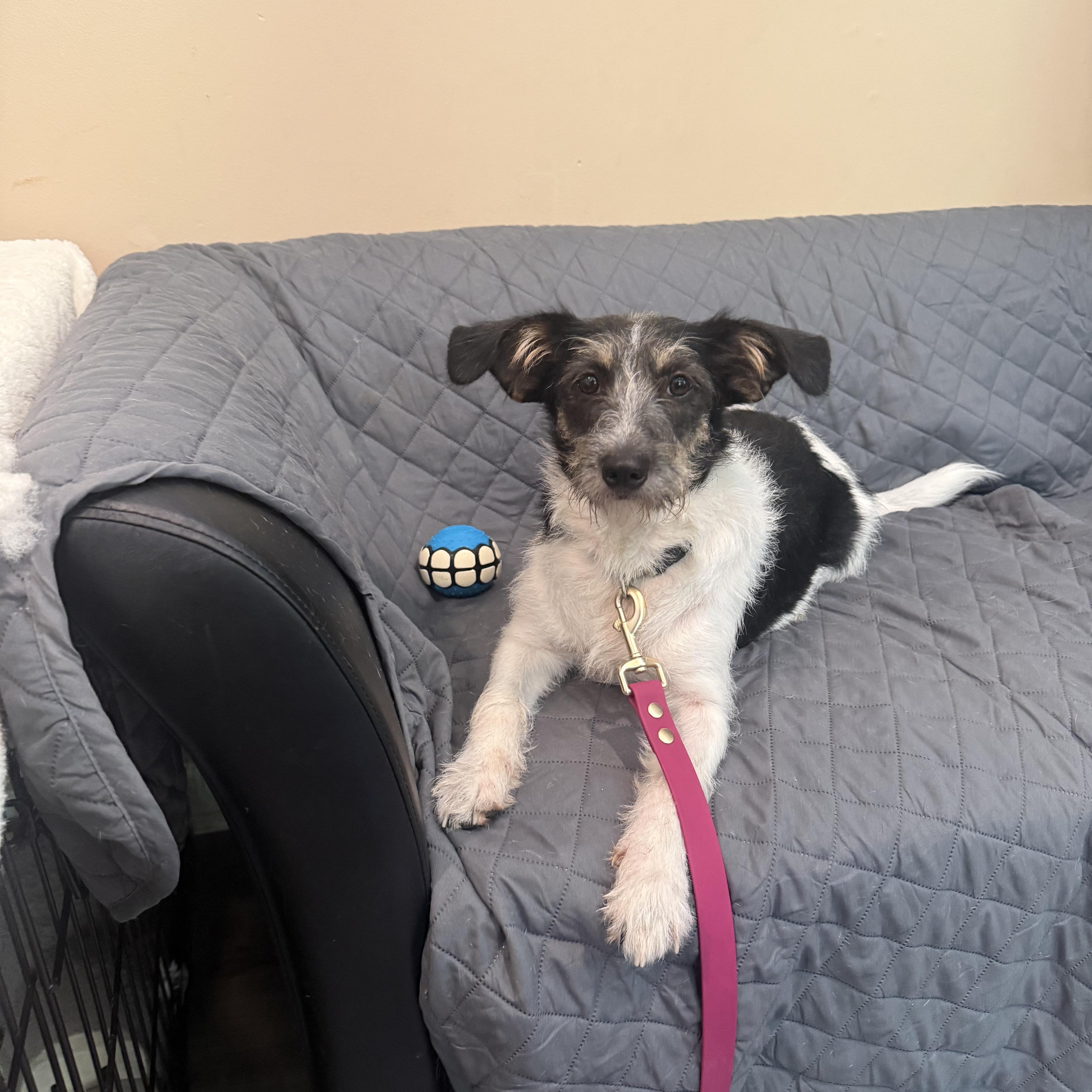 Bailey, ADOPTABLE, Young Female Jack Russell Terrier.