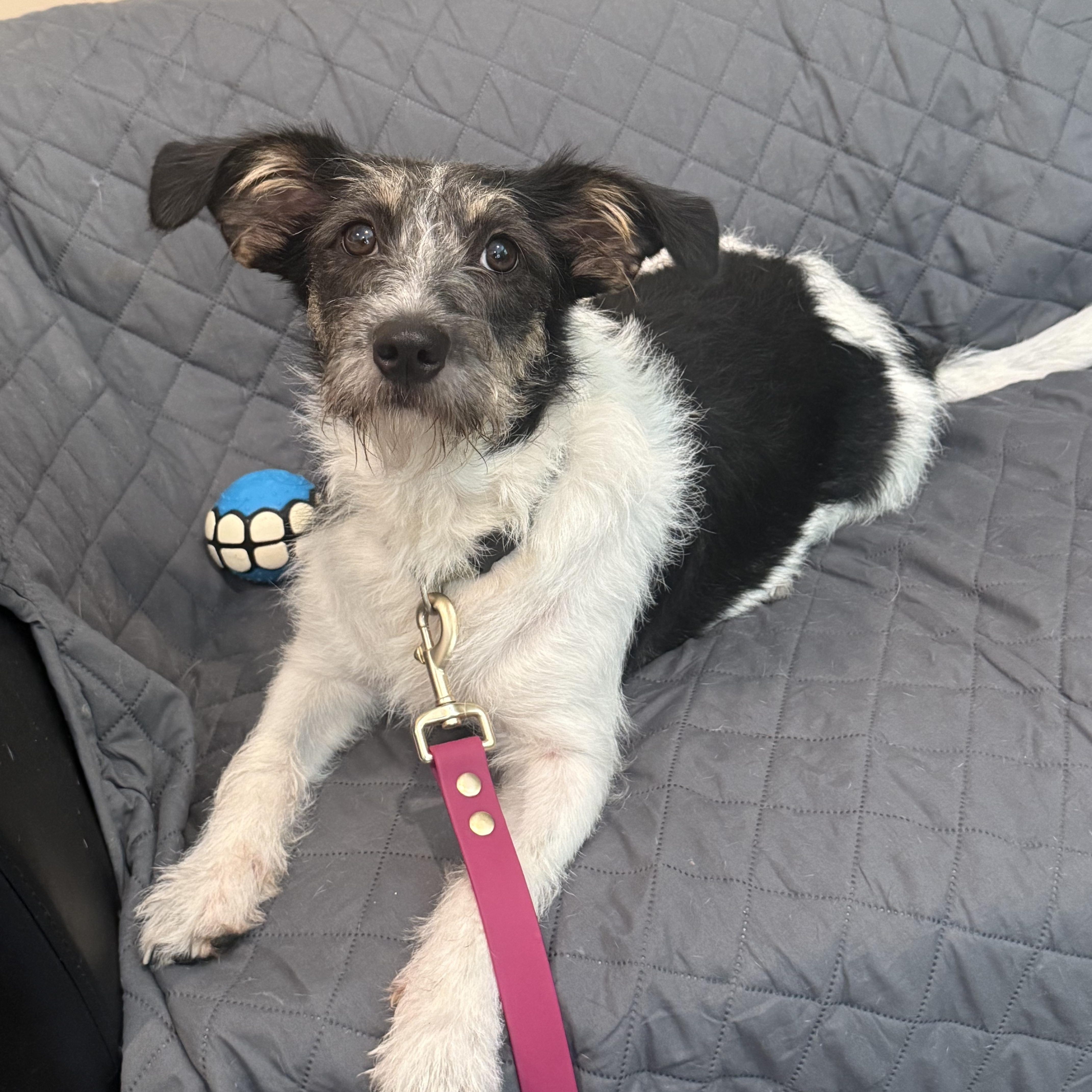 Bailey, a ADOPTABLE mixed breed in Douglas, MA image 4/5
