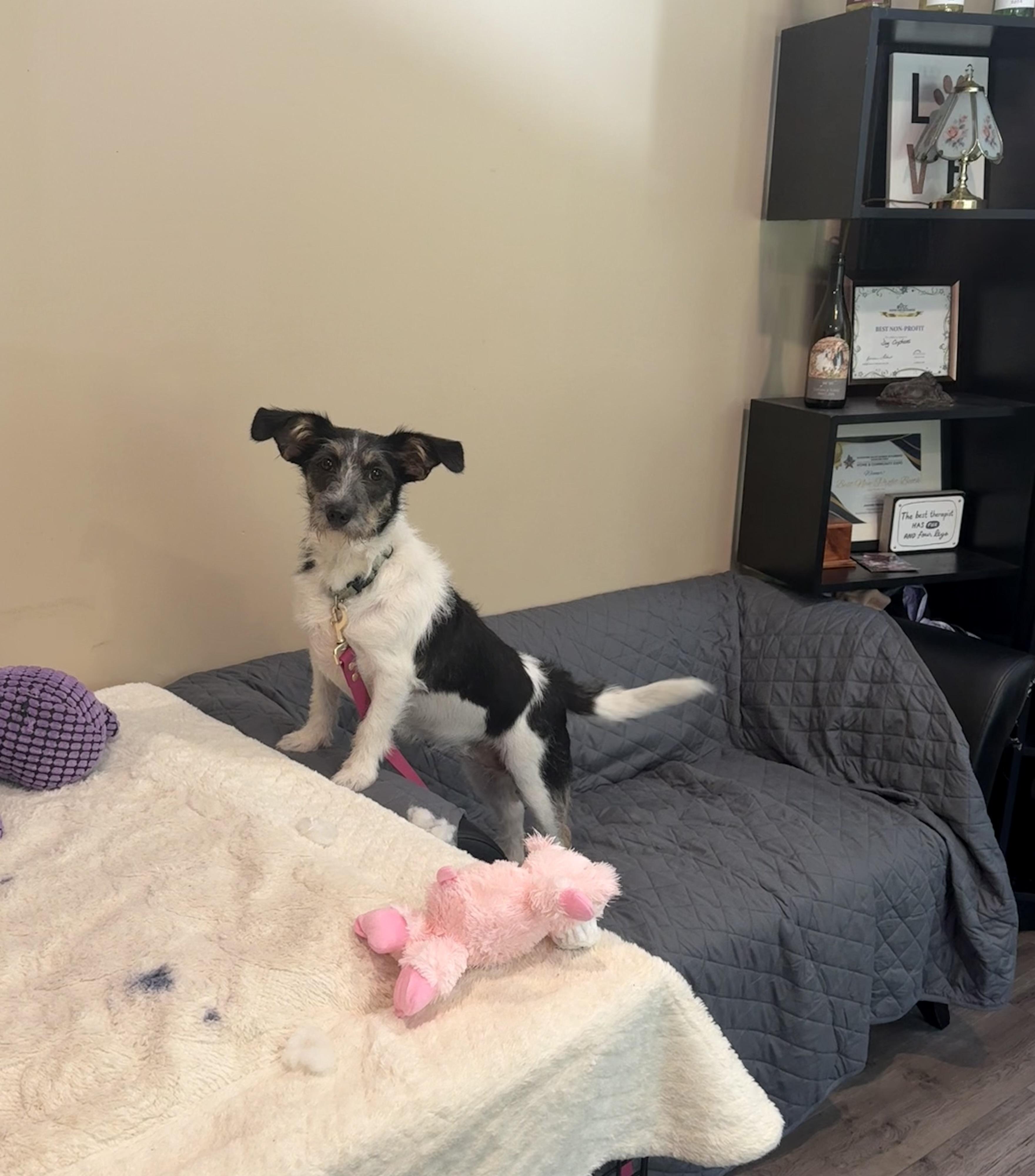Bailey, a ADOPTABLE mixed breed in Douglas, MA image 3/5