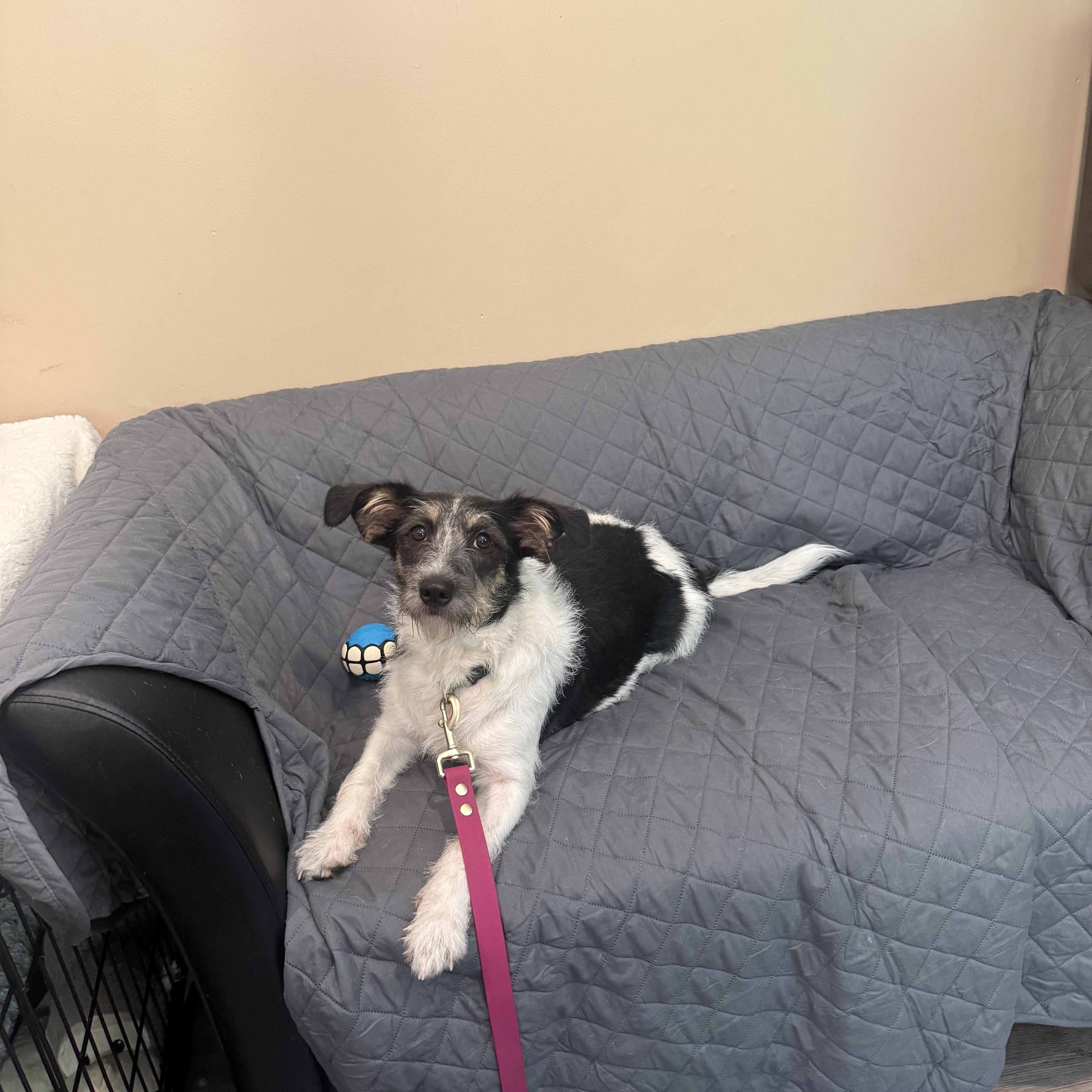 Bailey, a ADOPTABLE mixed breed in Douglas, MA image 5/5