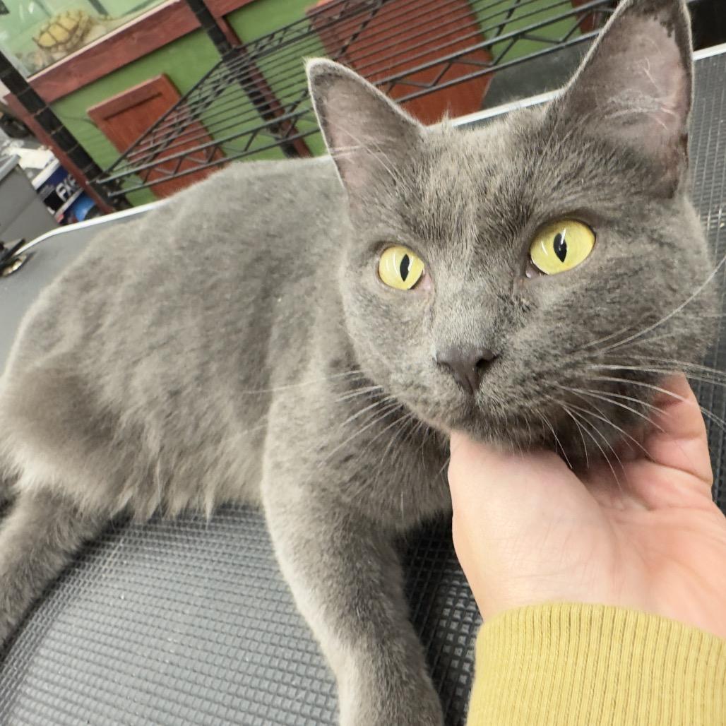 MOMMA SMOKEY 25-59, Adoptable, Young Female Domestic Short Hair.