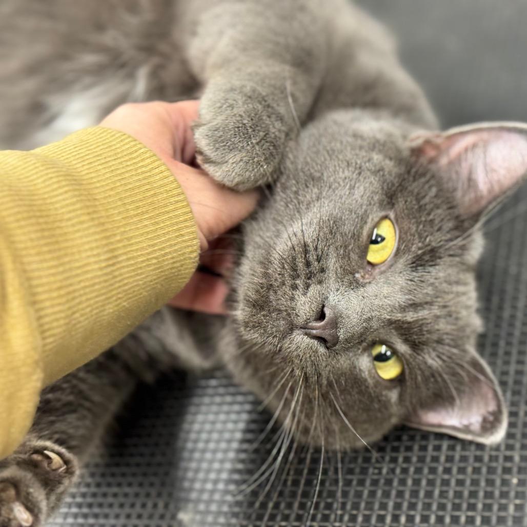 MOMMA SMOKEY 25-59, a Adoptable Domestic Short Hair in Bottineau, ND image 2/4