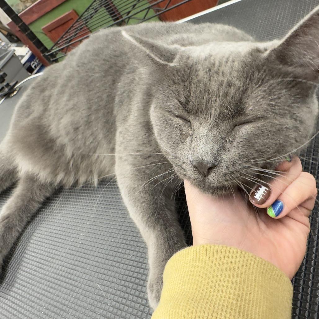 MOMMA SMOKEY 25-59, a Adoptable Domestic Short Hair in Bottineau, ND image 3/4