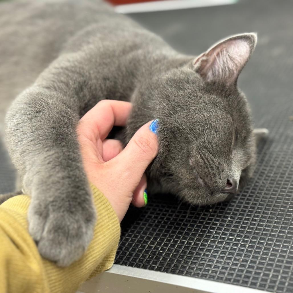 MOMMA SMOKEY 25-59, a Adoptable Domestic Short Hair in Bottineau, ND image 4/4