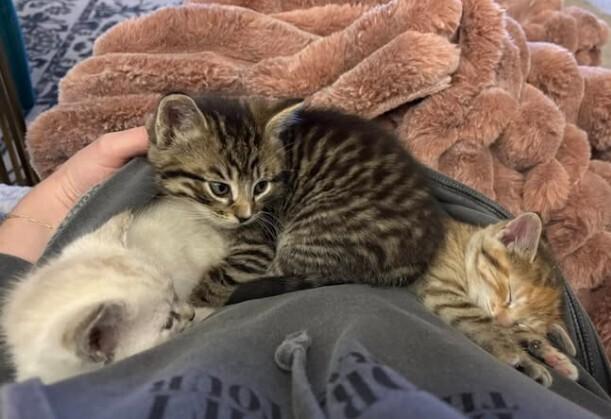 Tim, Adoptable, Kitten Male Tabby & Domestic Short Hair.