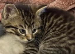 Enlarge Tim, a Adoptable mixed breed in Richardson, TX image 2/4