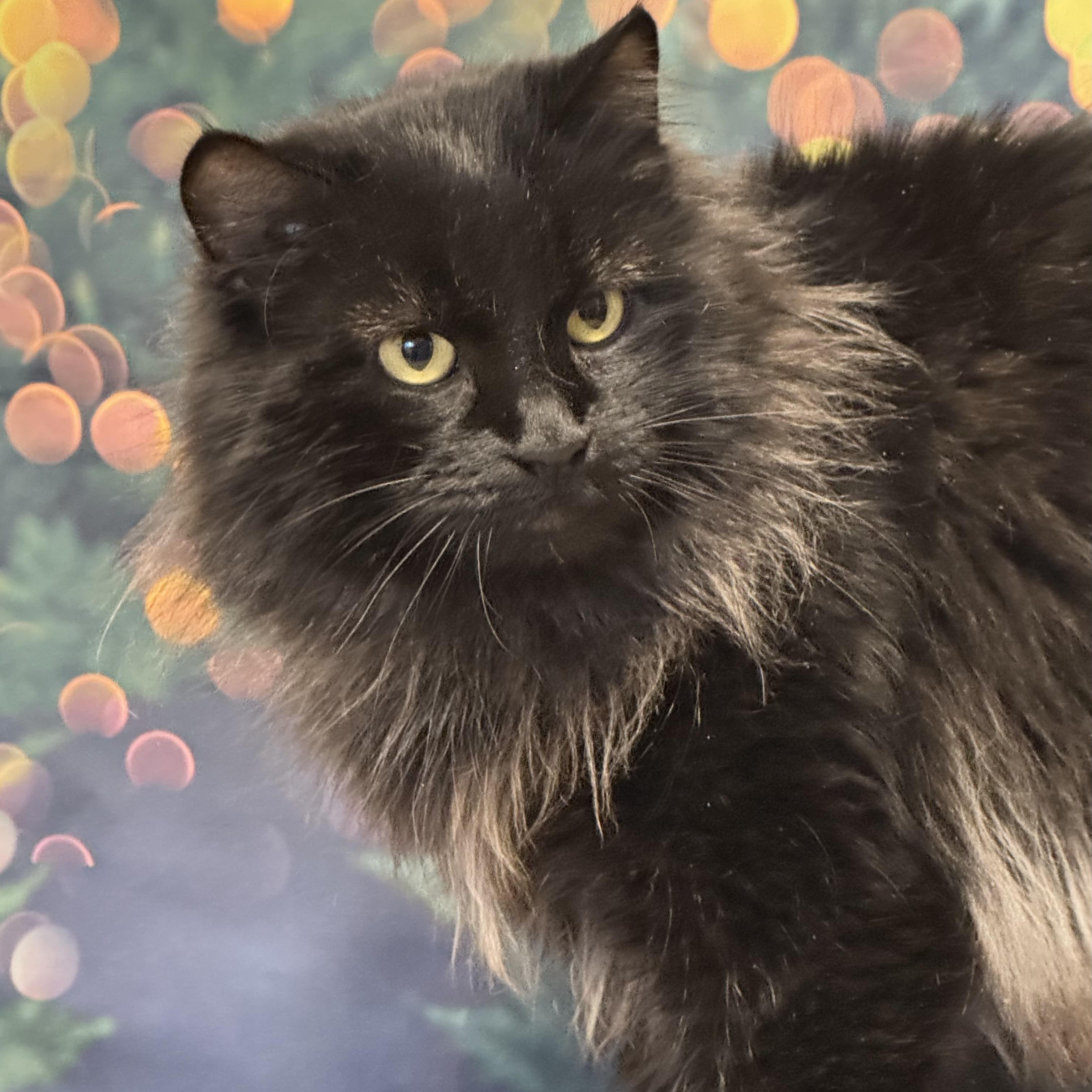 Enlarge Pepper, an adopted Domestic Long Hair in Amery, WI image 3/3