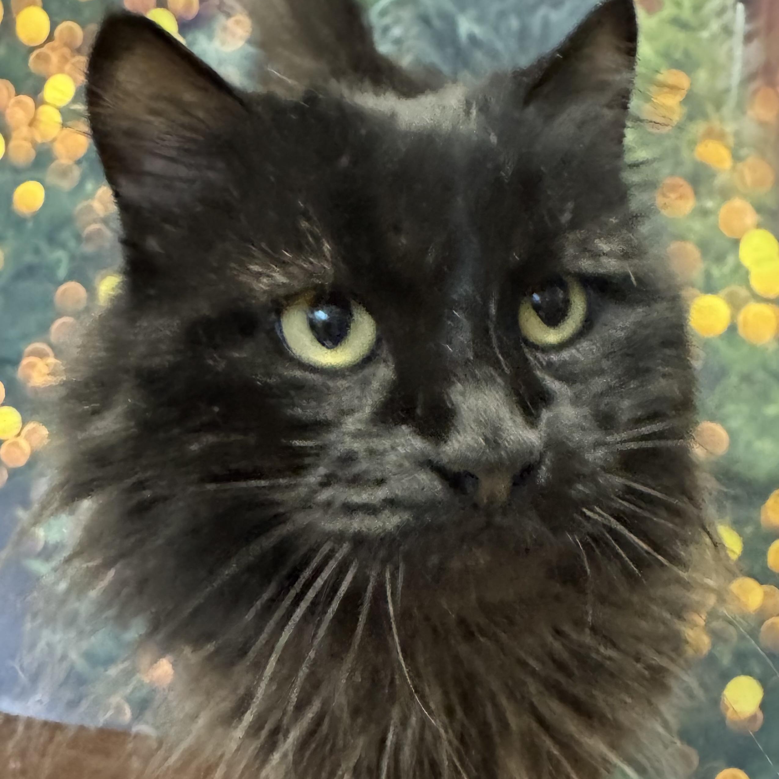 Enlarge Pepper, an adopted Domestic Long Hair in Amery, WI image 2/3