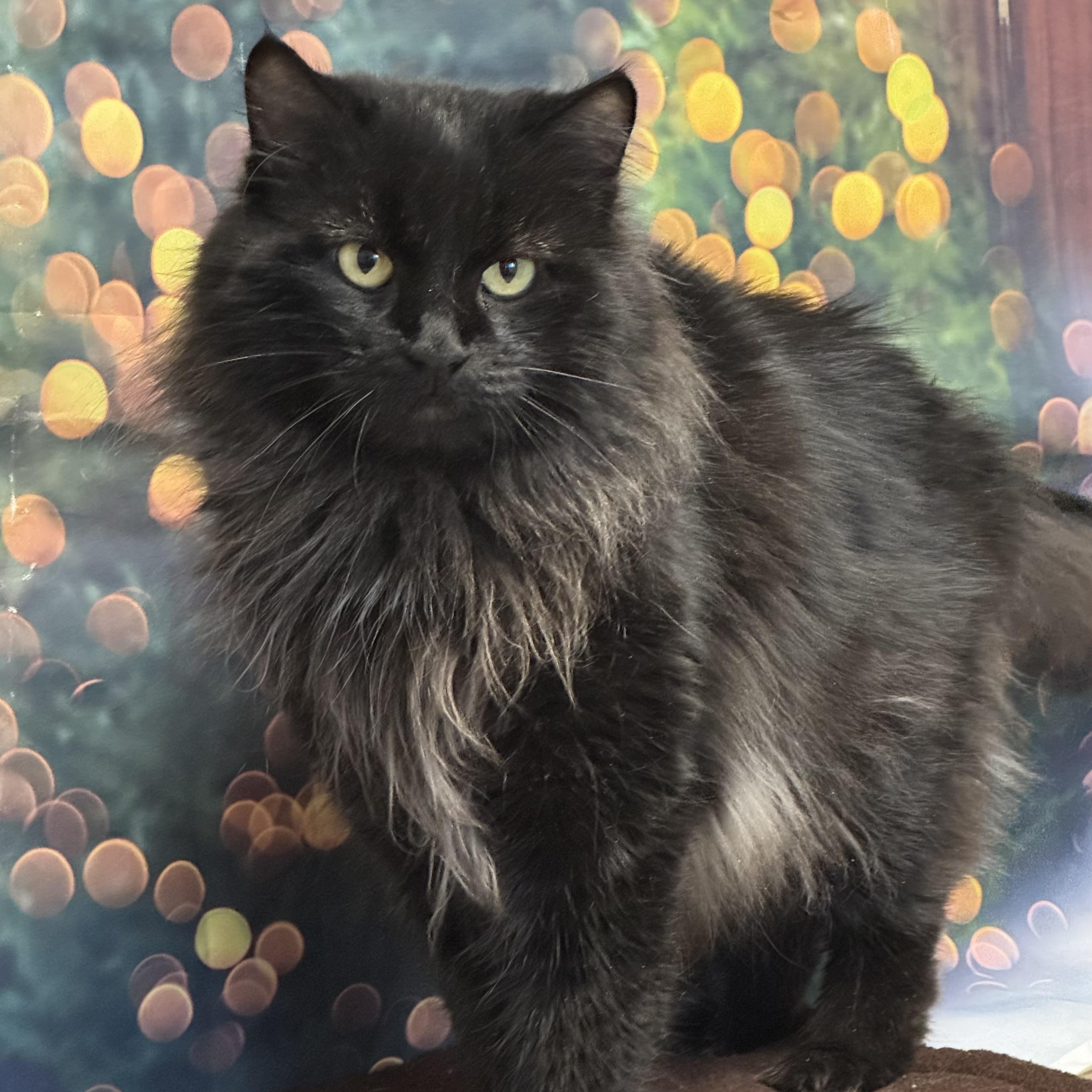 Pepper, adopted, Adult Female Domestic Long Hair.