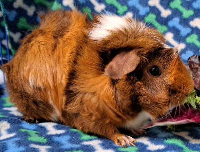 Enlarge Bandit, a Adoptable Abyssinian in Gary, IN image 2/3