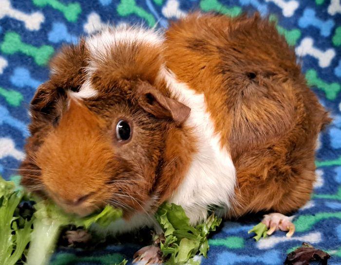 Enlarge Bandit, a Adoptable Abyssinian in Gary, IN image 3/3