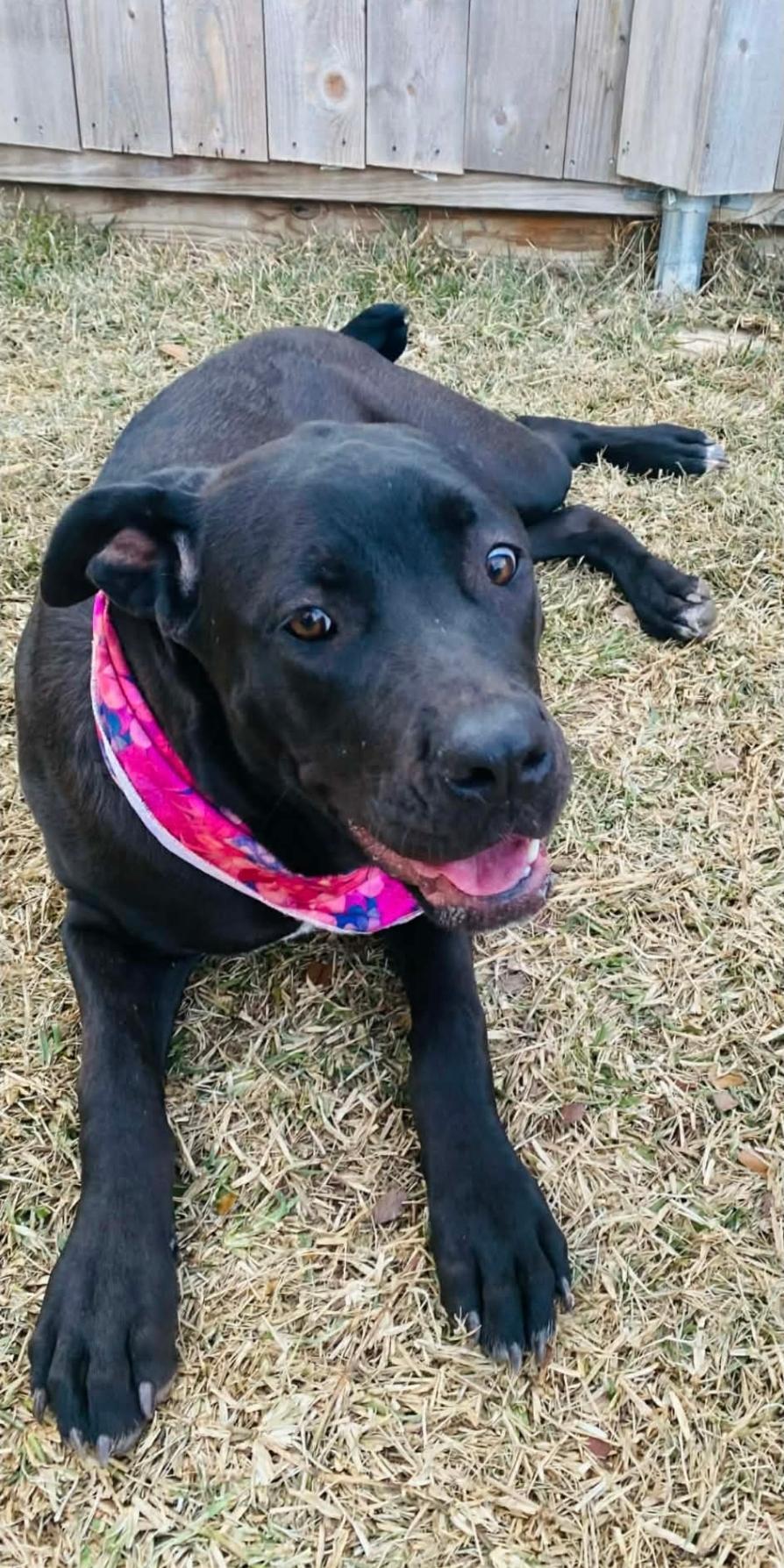 Enlarge Hanna, an adopted mixed breed in West Middlesex, PA image 5/6