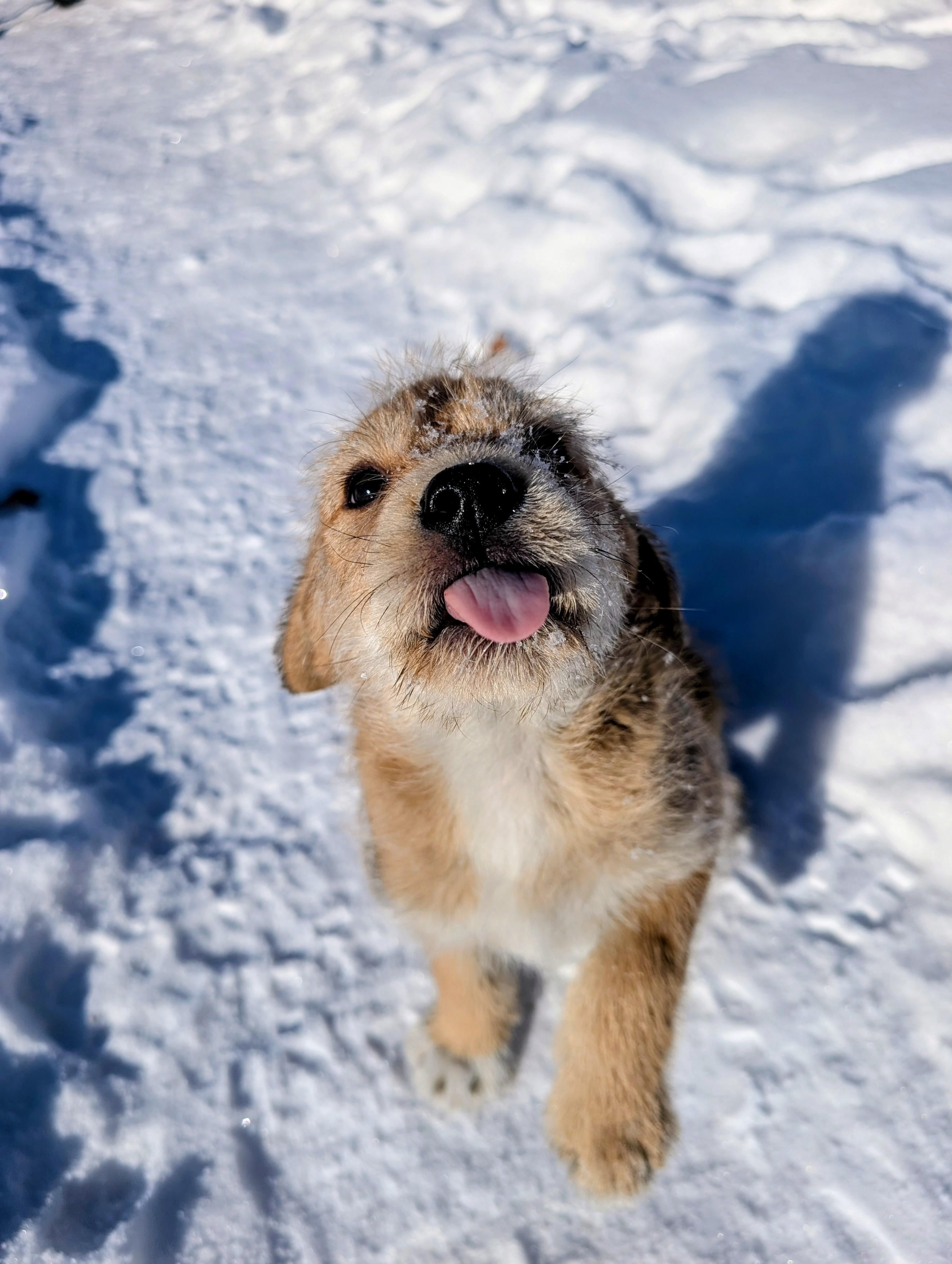 Enlarge Bernard, a ADOPTABLE mixed breed in Minneapolis, MN image 2/6