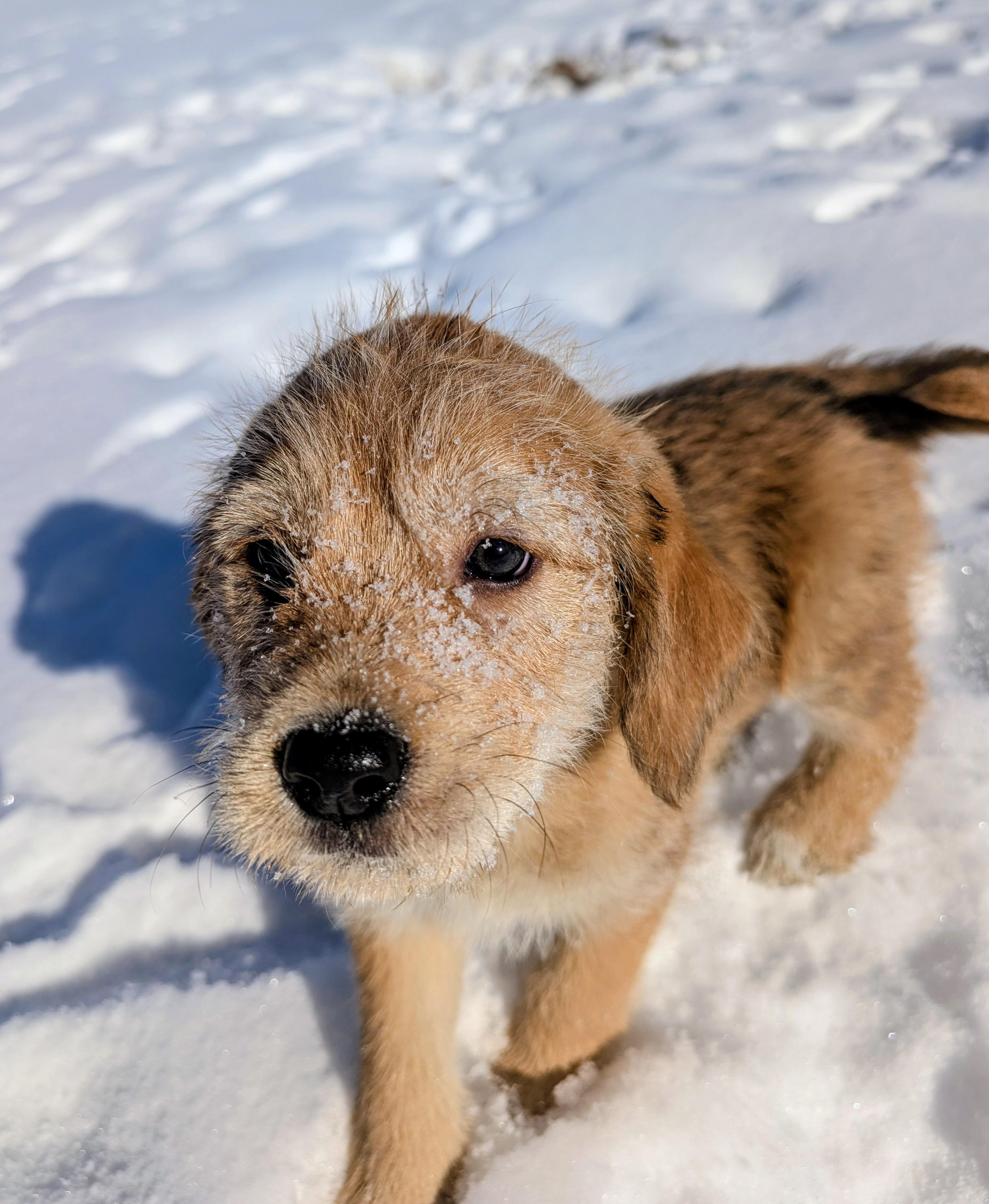 Enlarge Bernard, a ADOPTABLE mixed breed in Minneapolis, MN image 5/6