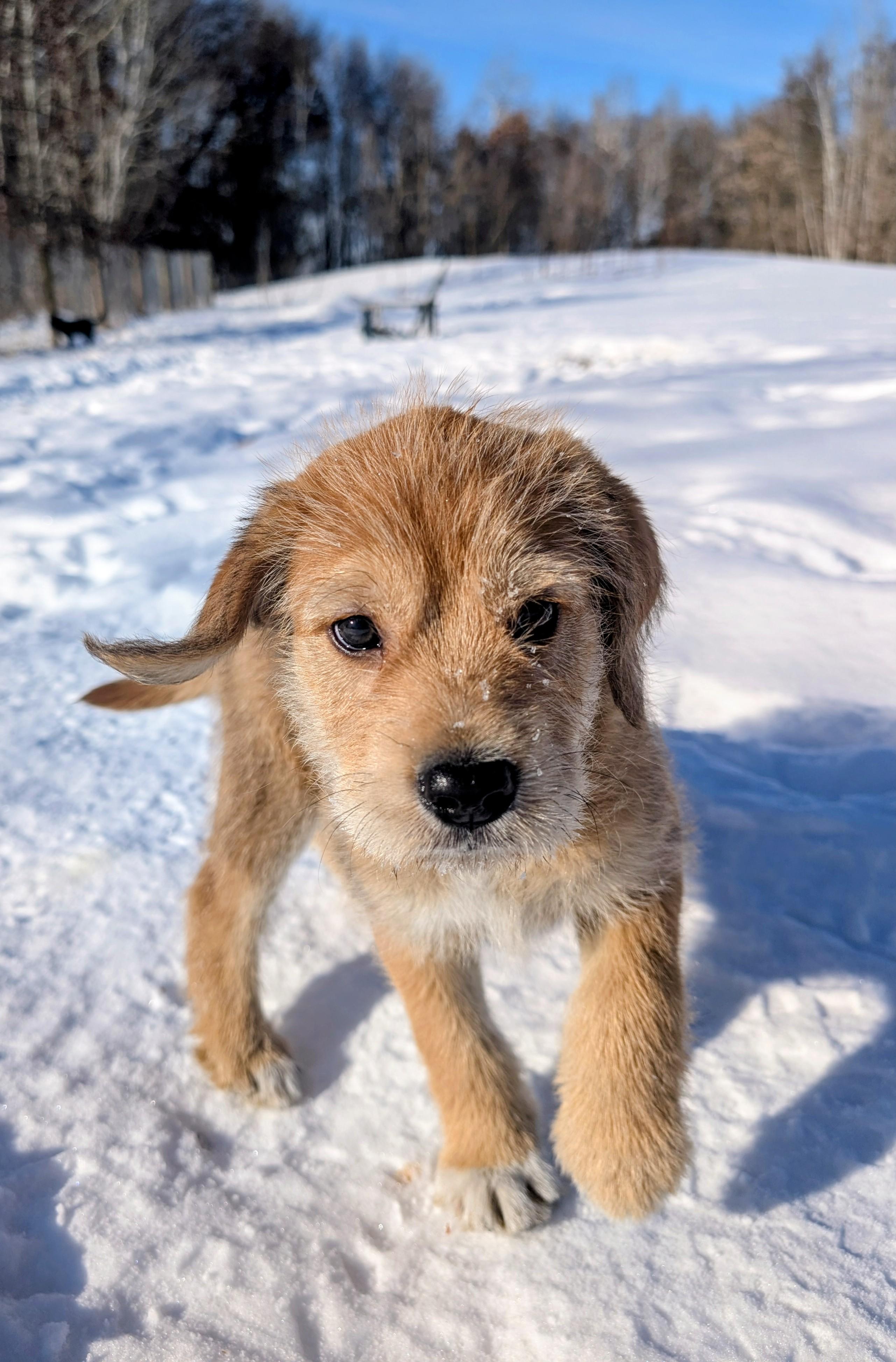 Enlarge Bernard, a ADOPTABLE mixed breed in Minneapolis, MN image 6/6