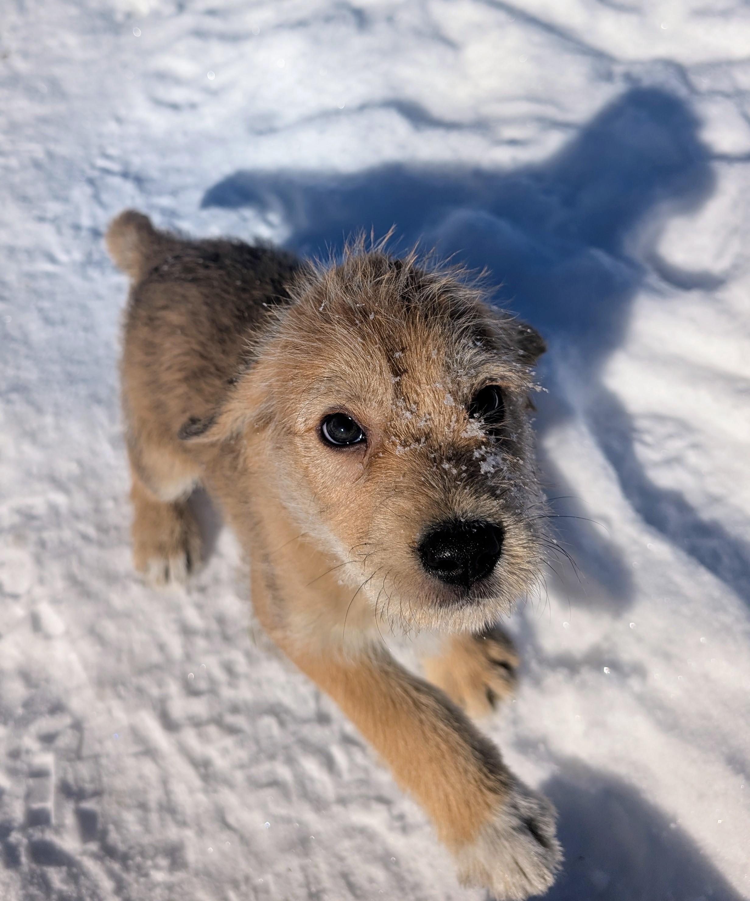 Enlarge Bernard, a ADOPTABLE mixed breed in Minneapolis, MN image 4/6