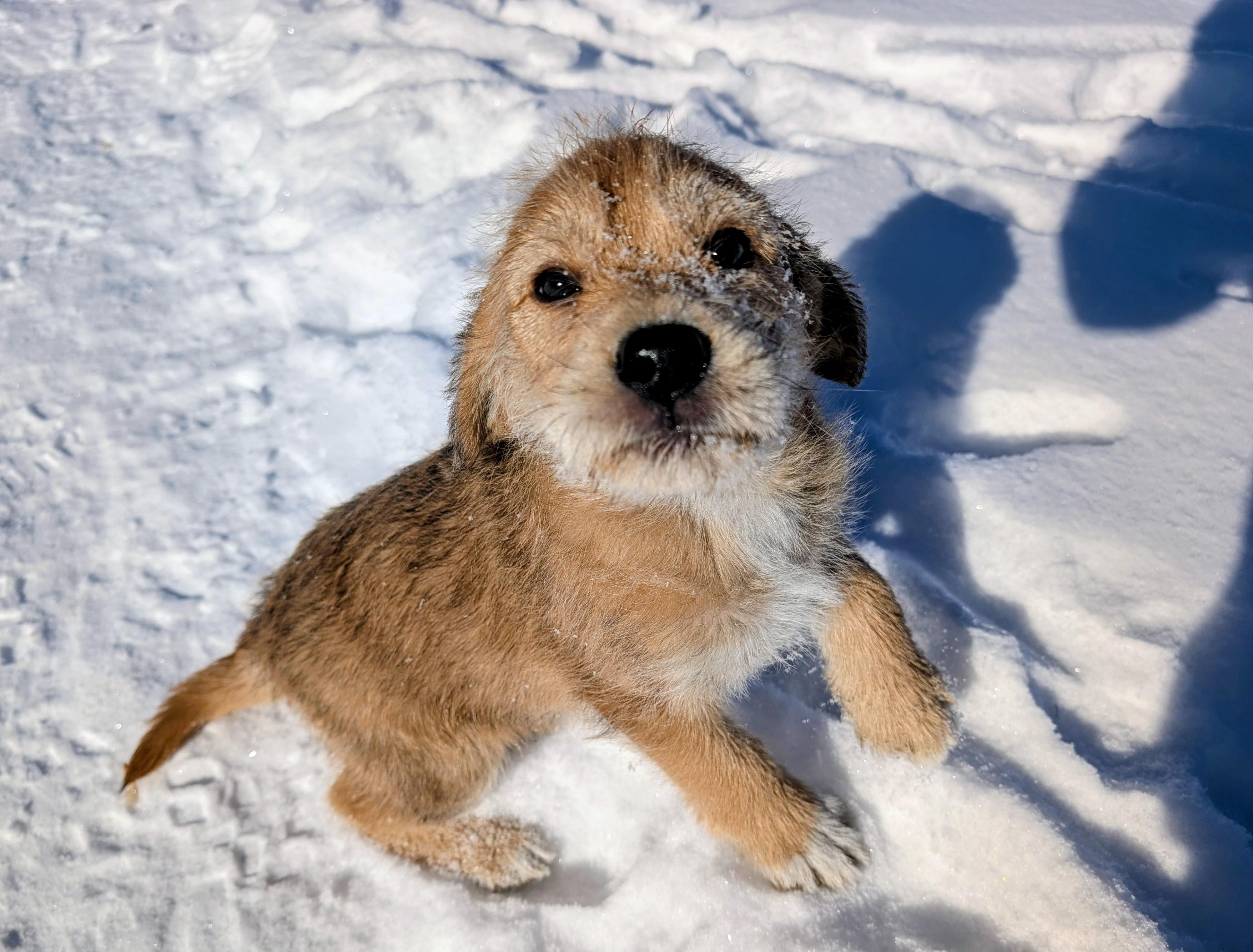 Enlarge Bernard, a ADOPTABLE mixed breed in Minneapolis, MN image 3/6