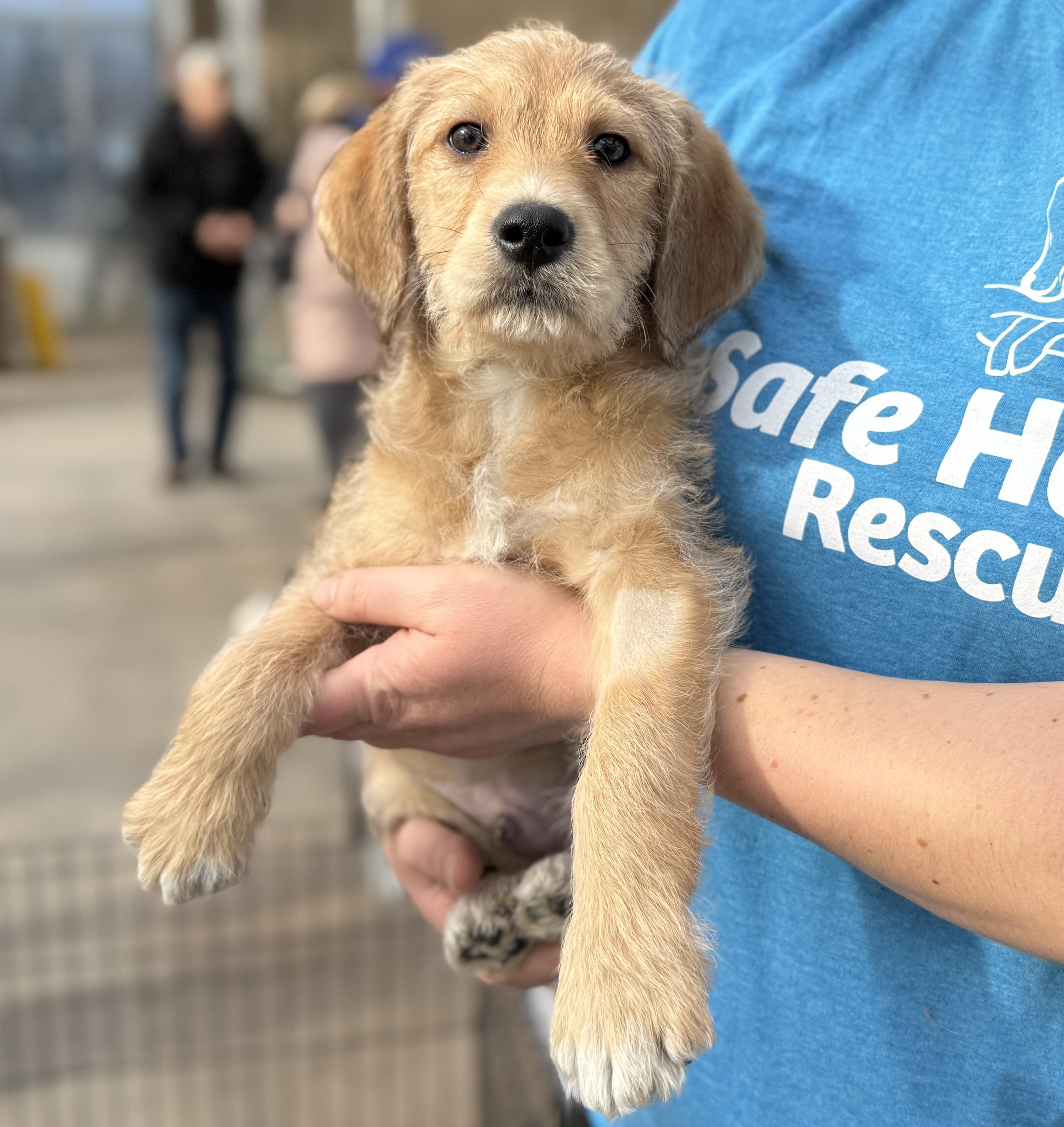 Bernard, ADOPTABLE, Puppy Male Retriever & Poodle.