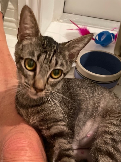 Kilauea, Adoptable, Young Female Domestic Short Hair.