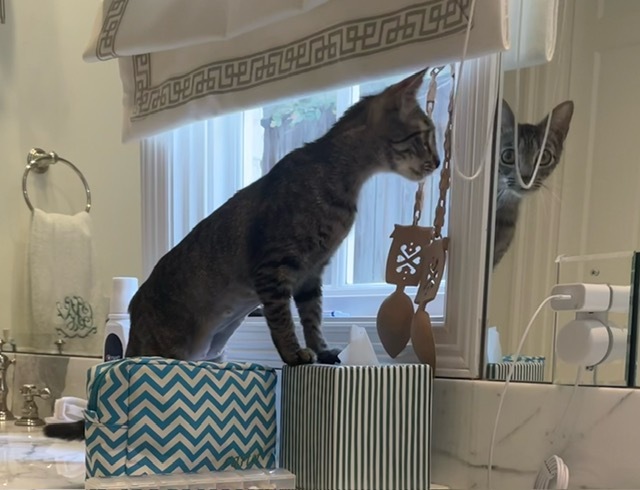Enlarge Kilauea, a Adoptable Domestic Short Hair in kingwood, TX image 2/6