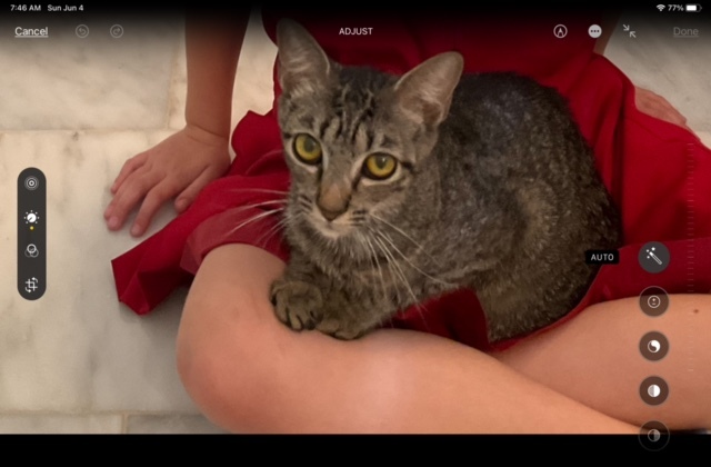 Enlarge Kilauea, a Adoptable Domestic Short Hair in kingwood, TX image 3/6
