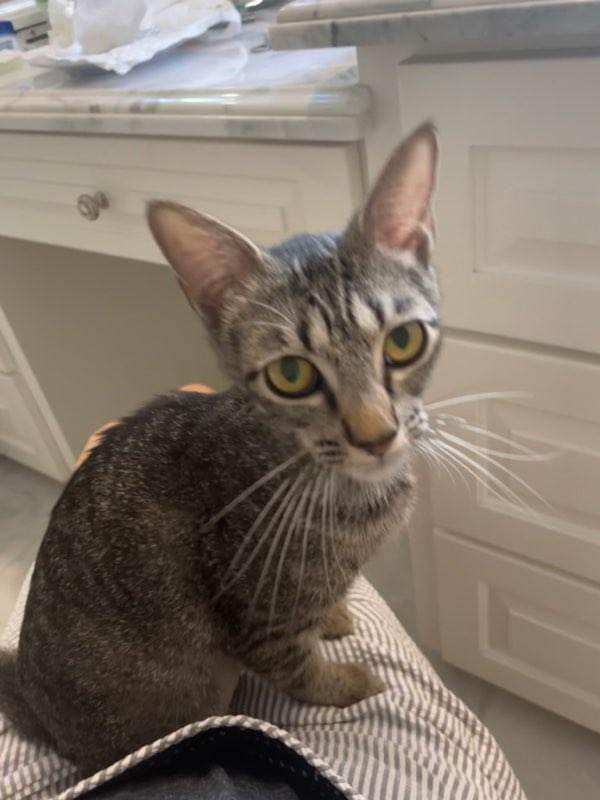 Enlarge Kilauea, a Adoptable Domestic Short Hair in kingwood, TX image 4/6