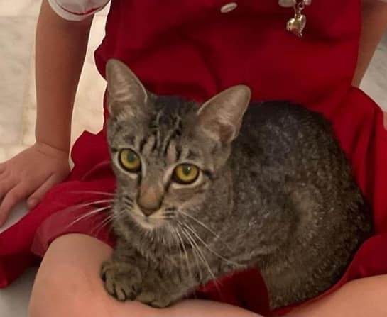 Enlarge Kilauea, a Adoptable Domestic Short Hair in kingwood, TX image 5/6