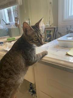 Enlarge Kilauea, a Adoptable Domestic Short Hair in kingwood, TX image 6/6